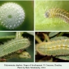 polyommatus daphnis dombay stages